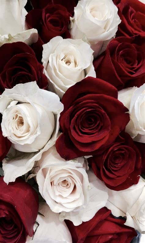 Check spelling or type a new query. Red & White Roses | White roses wallpaper, Red roses wallpaper, Flower phone wallpaper