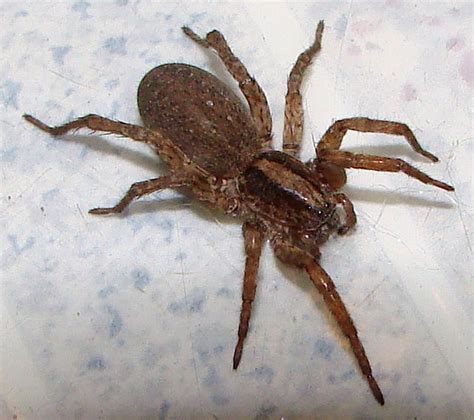 Big Brown Spider Biological Science Picture Directory