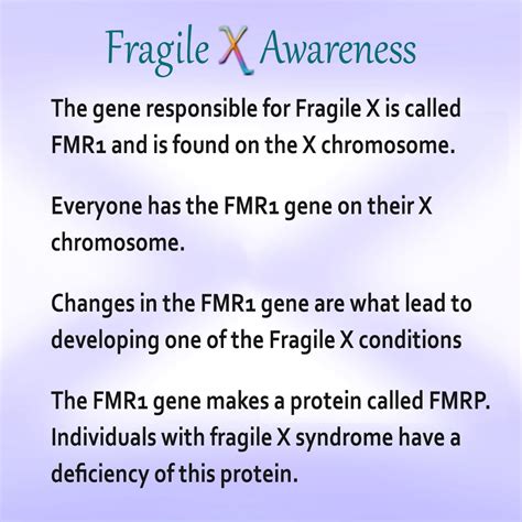 The Gene Responsible For Fragile X Is Called Fmr1 And Is Found On The X