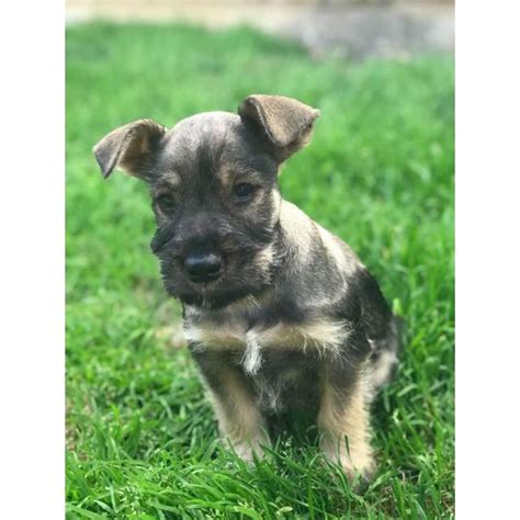Use the search tool below and browse adoptable miniature schnauzers! Pepper and salt Standard Schnauzers in San Bernardino ...