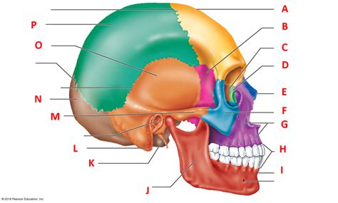 Unit Human Skull Lateral View Diagram Quizlet