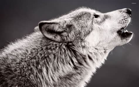 68 Howling Wolf Wallpaper