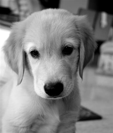 무료 이미지 검정색과 흰색 화이트 강아지 귀엽다 송곳니 착한 애 어린 좌석 작은 검은 단색화 아가 코