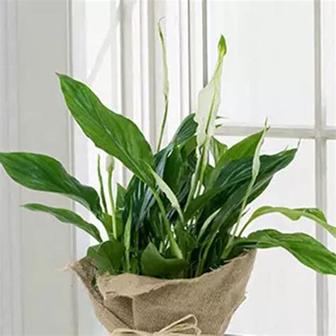 We did not find results for: Online Spathiphyllum Jute Wrapped Potted Plant Gift ...