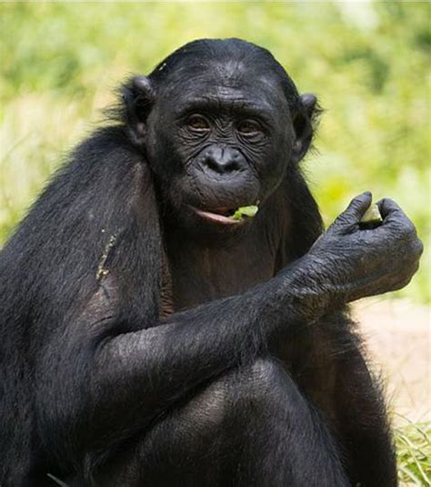 l amour chez les bonobos