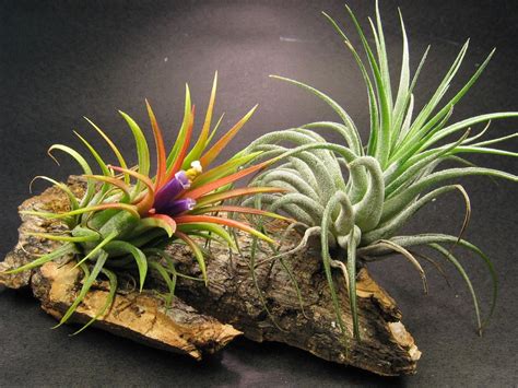 Best Types Of Air Plant Basic Idea Wallpaper Hd And Aesthetic