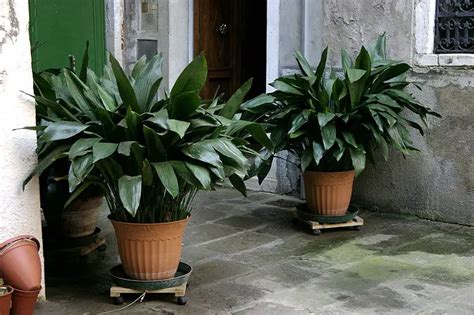 Cast Iron Plant Indoor Care The Perfect Indoor Houseplant