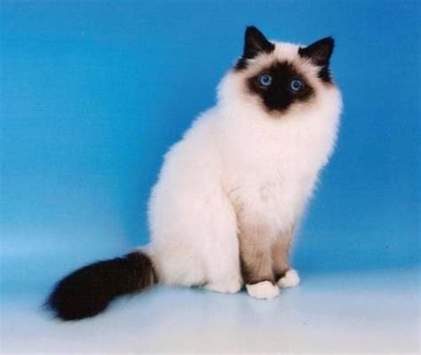 17 Best Images About The Seal Point Birman Cats I Love