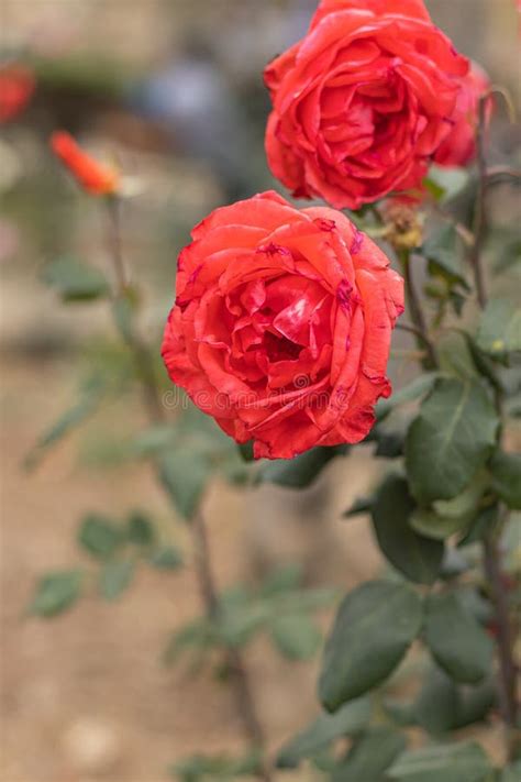 Planta Rosa China Conocida Como Rosa Chinensis Jacq Pertenece A La
