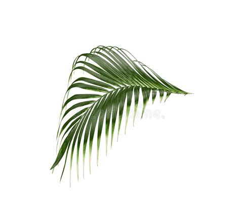 Tropical Green Palm Leaf Tree Isolated On White Background Stock Image