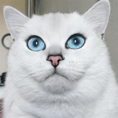 This Cat Has The Most Beautiful Eyes We Love Cats And Kittens