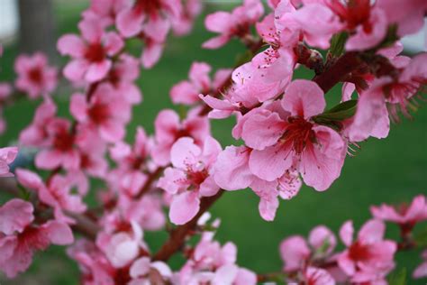 Pink Flowers Are Blooming On A Tree Branch