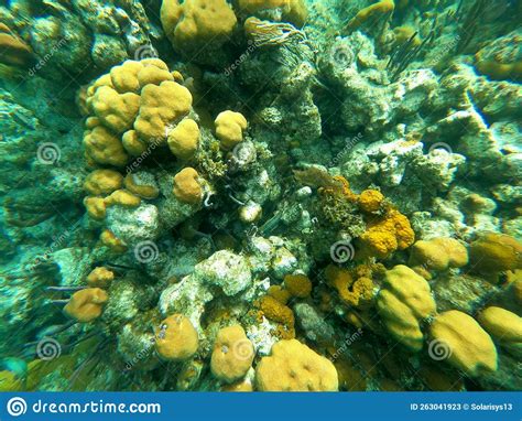 Beautifiul Underwater Colorful Coral Reefs Stock Image Image Of Reef