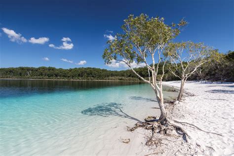 See 24,313 traveller reviews and photos of fraser island tourist attractions. Fraser Island's Lake McKenzie & Niaouli tree - Essentially ...