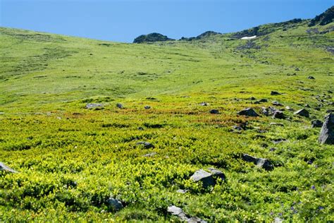 Green Pasture In Mountains During Summer Season Stock Photo Image Of