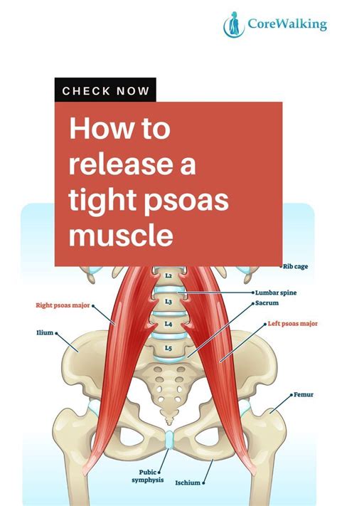 How To Release A Tight Psoas Muscle Newbieto Fitness