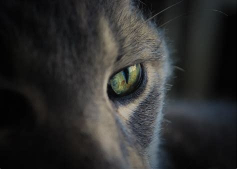 Feline Cat Photography Gorgeous Eyeskitty Lovers T Etsy