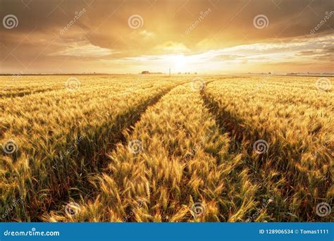 Wheat Field With Gold Sunset Landscape Agriculture Industry Stock