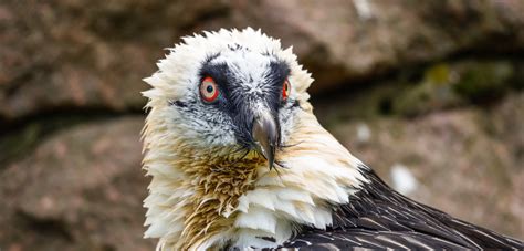 Bearded Vulture Zoo Berlin