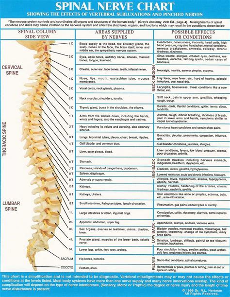 Vertebral Column And Nerves Spinal Nerve Chart Chiropractor Related