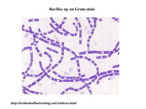 Bacillus Mycoides