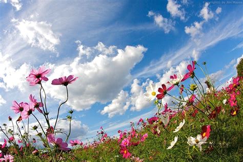 Wind Sky And Flowers Wild Flower Meadow Beautiful Blooms