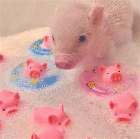 Pin By Maria Vitória On Cuchis Cerditos Cui Cute Baby Pigs Baby
