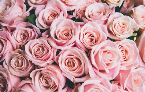 Cute Rose Wallpaper Pink Cute Wallpapers Flowers 1332x850 Download Hd Wallpaper Wallpapertip