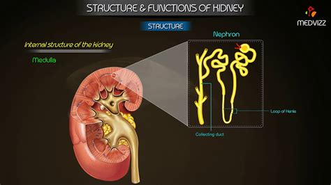 Overview Of Structure And Function Of Kidney Physiology Medical