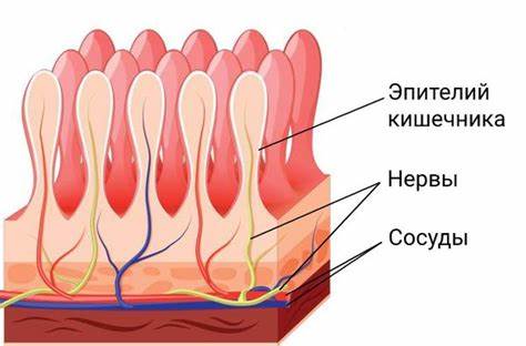 Лечение раздраженного кишечника и диета Синдром раздраженного кишечника: причины, симптомы и лечение в статье Синдром раздраженного кишечника: причины, симптомы и лечение в статье Лечение раздраженного кишечника и диета