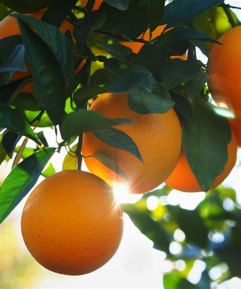 Valencia Orange Citrus Sinensis ‘valencia Plantvine