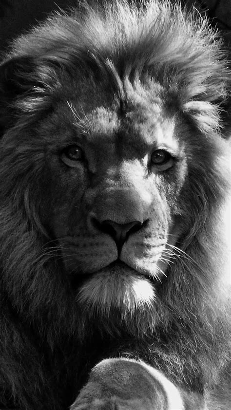 Lion Wallpapers Black And White