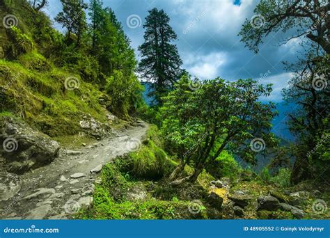 Subtropical Forest In Nepal Stock Photo Image Of Green Road 48905552