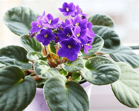 How To Grow African Violet Yates Australia
