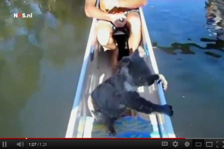 คลิปหมีโคอาล่าว่ายน้ำสุดฮิต - โพสต์ทูเดย์ รอบโลก