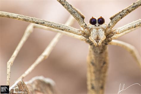 Net Casting Spider Deinopis Sp Arachnids