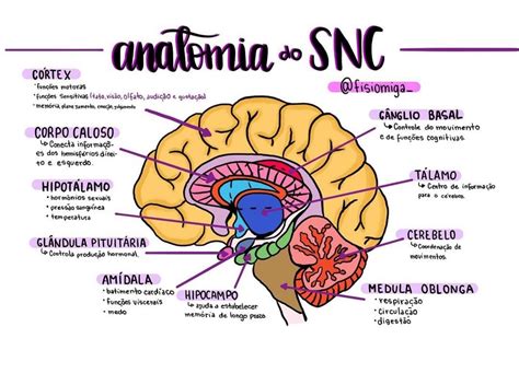 Anatomia Do Sistema Nervoso Neuroanatomia My XXX Hot Girl