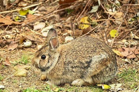 Mountain Cottontail Facts Lifespan Behavior And Care Guide With