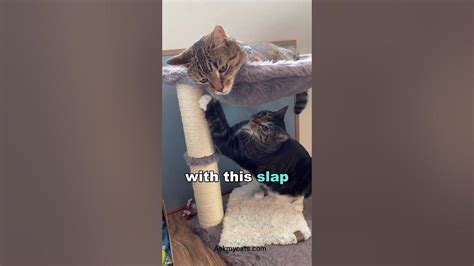 Why Do Cats Slap Each Other Catlover Youtube