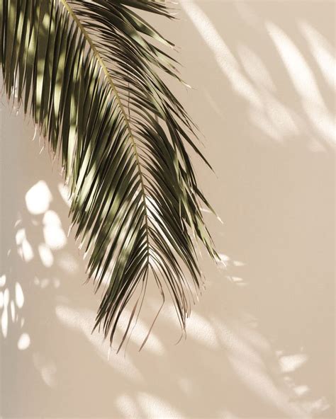 A Palm Tree Casts A Shadow On The Wall