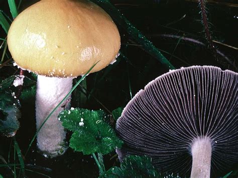 California Fungi Stropharia Ambigua