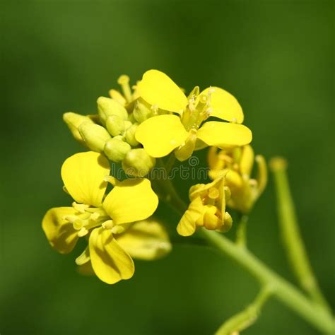 Yellow Mustard Flower Stock Photo Image Of Horizontal 76492902
