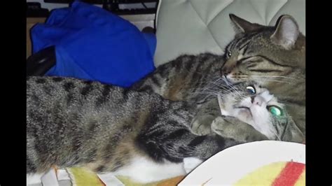 Cute Cats In Love Cuddling Youtube