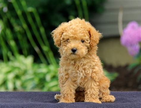Toy Poodle Puppies For Sale Nsw Sydney