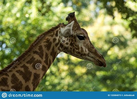 The Giraffe Giraffa Camelopardalis African Even Toed Ungulate Mammal
