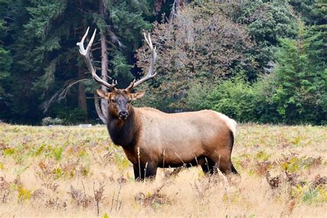 Yum Yum You Can Now Salvage And Eat Roadkill With Odfw Permit