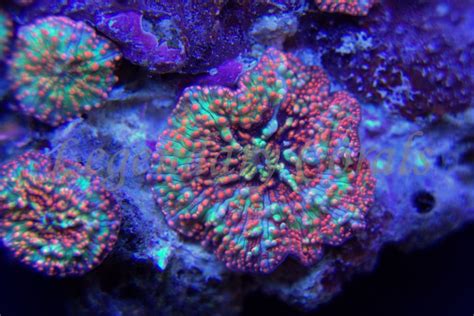Pantsdropper Discosoma From Legendary Corals Coral Reef Tank Fish Tank