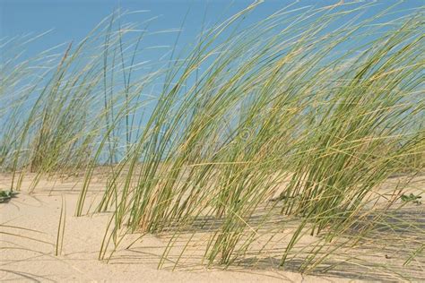 Seaside Grass Stock Image Image Of Grass Twig Closeup 28296157