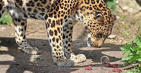 Jaguar Counting How Many Fucks The Mouse Is Giving Imgur