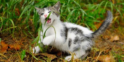 Jadi mulai sekarang jangan merasa takut kucing karena takut digigit. Alasan Kenapa Kucing Suka Makan Rumput: Boleh atau Tidak ...